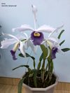 Laelia purpurata var. werkhäuseri x Cattleya warneri var. coerulea 